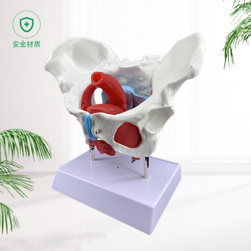 可活动女性骨盆模型及盆底肌模型子宫盆骨分娩助产教学人体模型