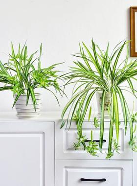 真植物绿假植金边吊盆82309仿垂吊吊篮装饰阳台栽室兰内塑料花草