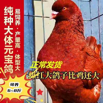 新品种 纯种一对特大型鸽子活体观赏鸽信鸽肉鸽包邮包活包下蛋