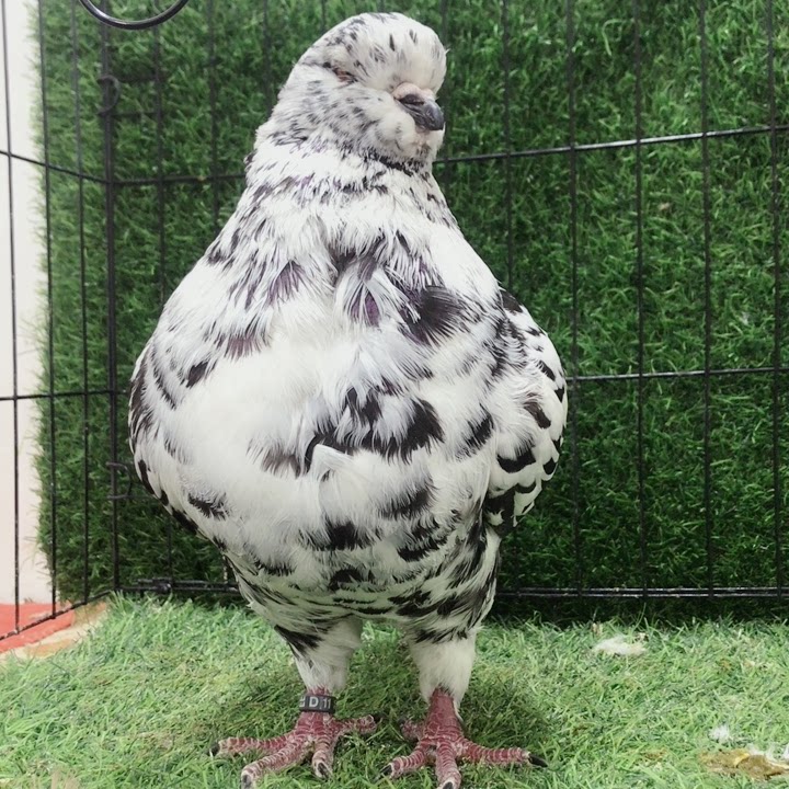 大体圆环摩登元宝鸽子