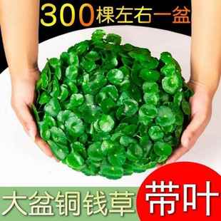好养水培铜钱草盆栽室内室外花卉金钱草绿植易养活绿植花草植物