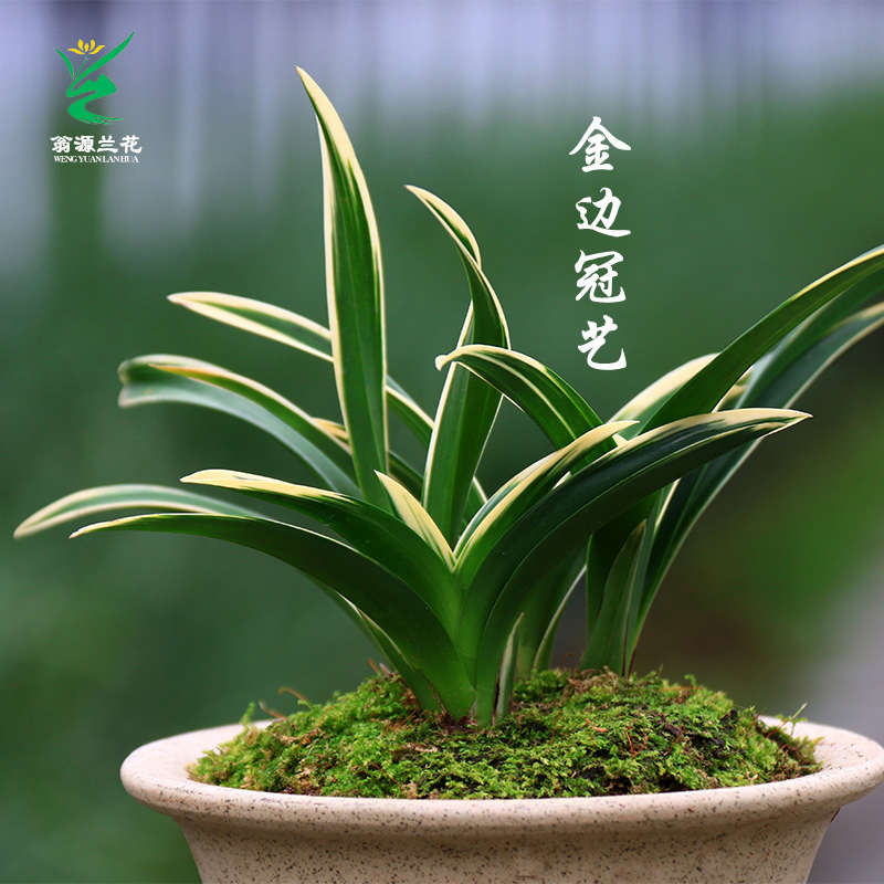 翁源兰花铭品矮种如意荷金边叶艺花期带花苞好养室内阳台绿植花卉