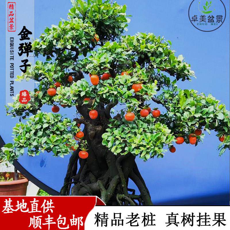 金撢子盆景老桩真树带果造型盆栽植物室内客厅办公室摆件耐活好养