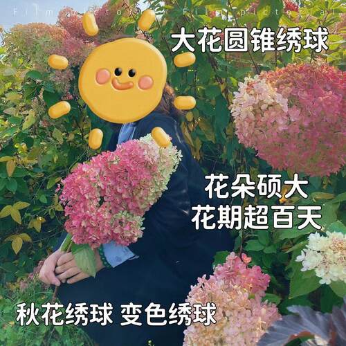 夏日冰淇淋大花圆锥绣球耐寒多年生木本绣球花期百天变色