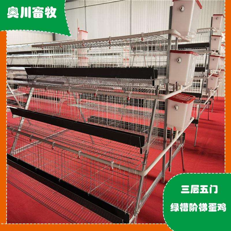 蛋鸡专用笼阶梯式加粗蛋鸡笼养殖场简易A型绿槽三层五门阶梯蛋鸡
