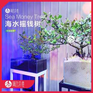 海水摇钱树 白骨壤 红树林 红树苗 海水植物 水陆造景 嗨水有毒