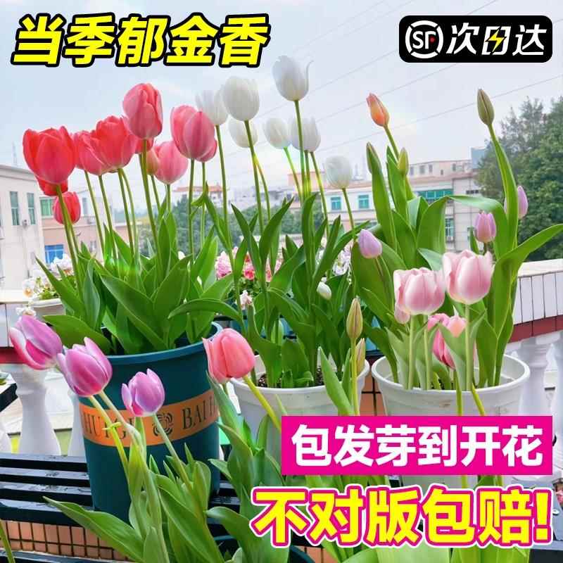 郁金香种球5度球进口花卉水培土养耐寒室内阳台鲜花植物盆栽花种