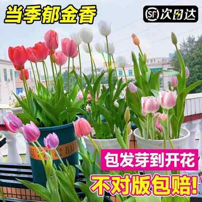 郁金香种球5度球进口花卉水培土养耐寒室内阳台鲜花植物盆栽花种