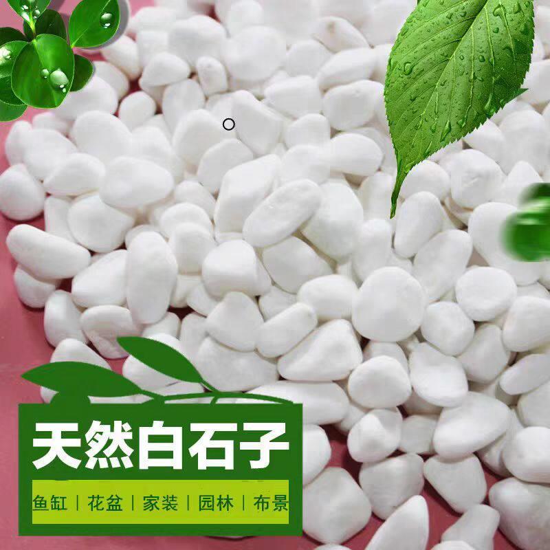 广东天然白石子园艺盆栽石头多肉铺面庭院造白石子白色小石头