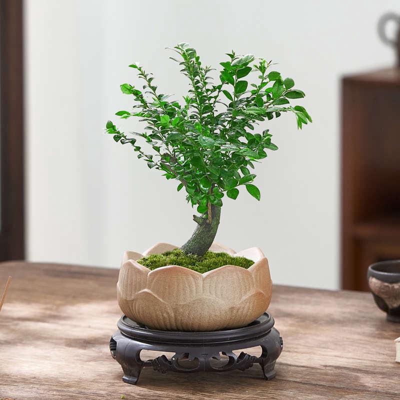 小叶紫檀盆景老桩植物室内盆栽茶几禅意绿植盆景办公桌面长青植物