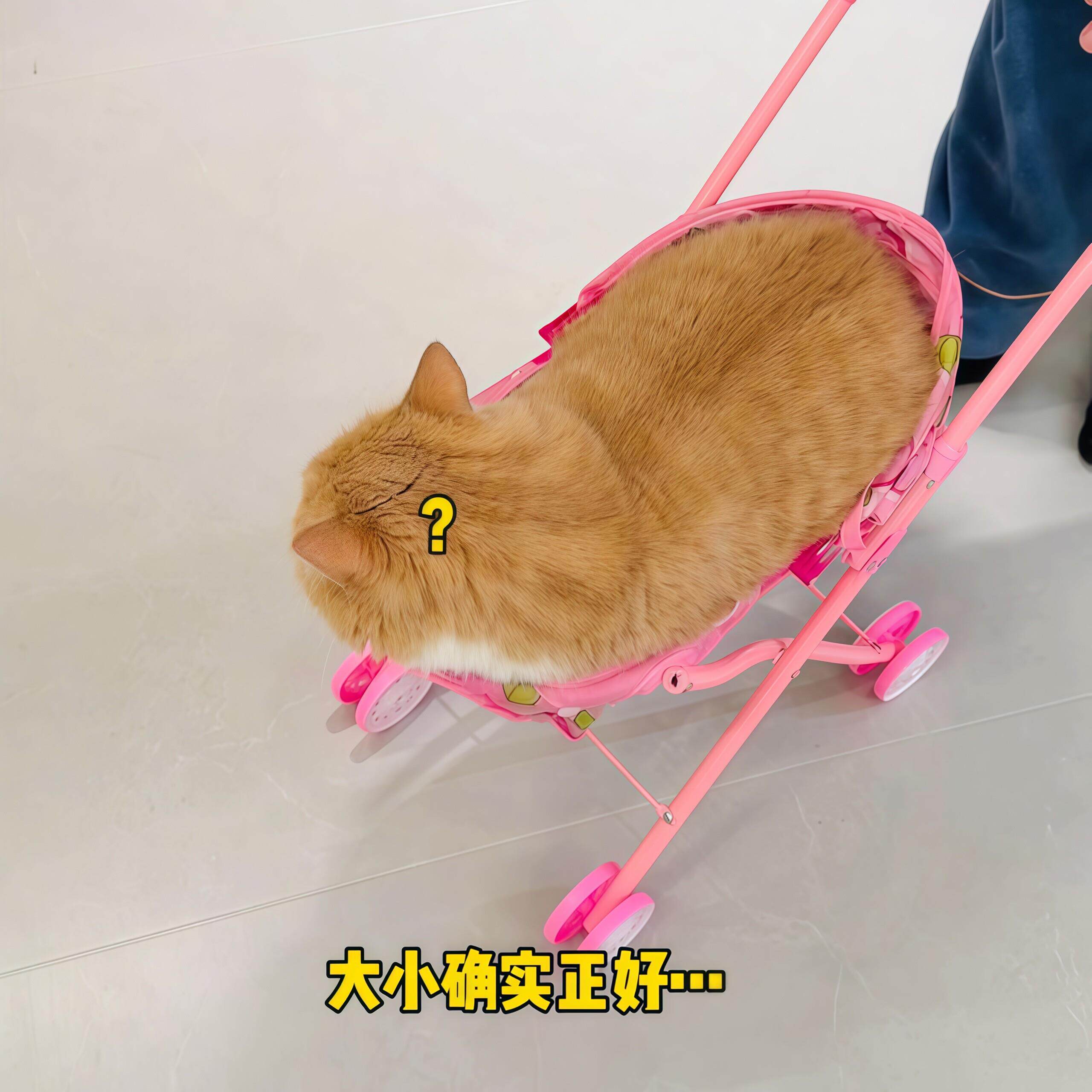 【猫咪专属座驾】宠物推车猫咪外出车神器载具动物迷你专用手推车
