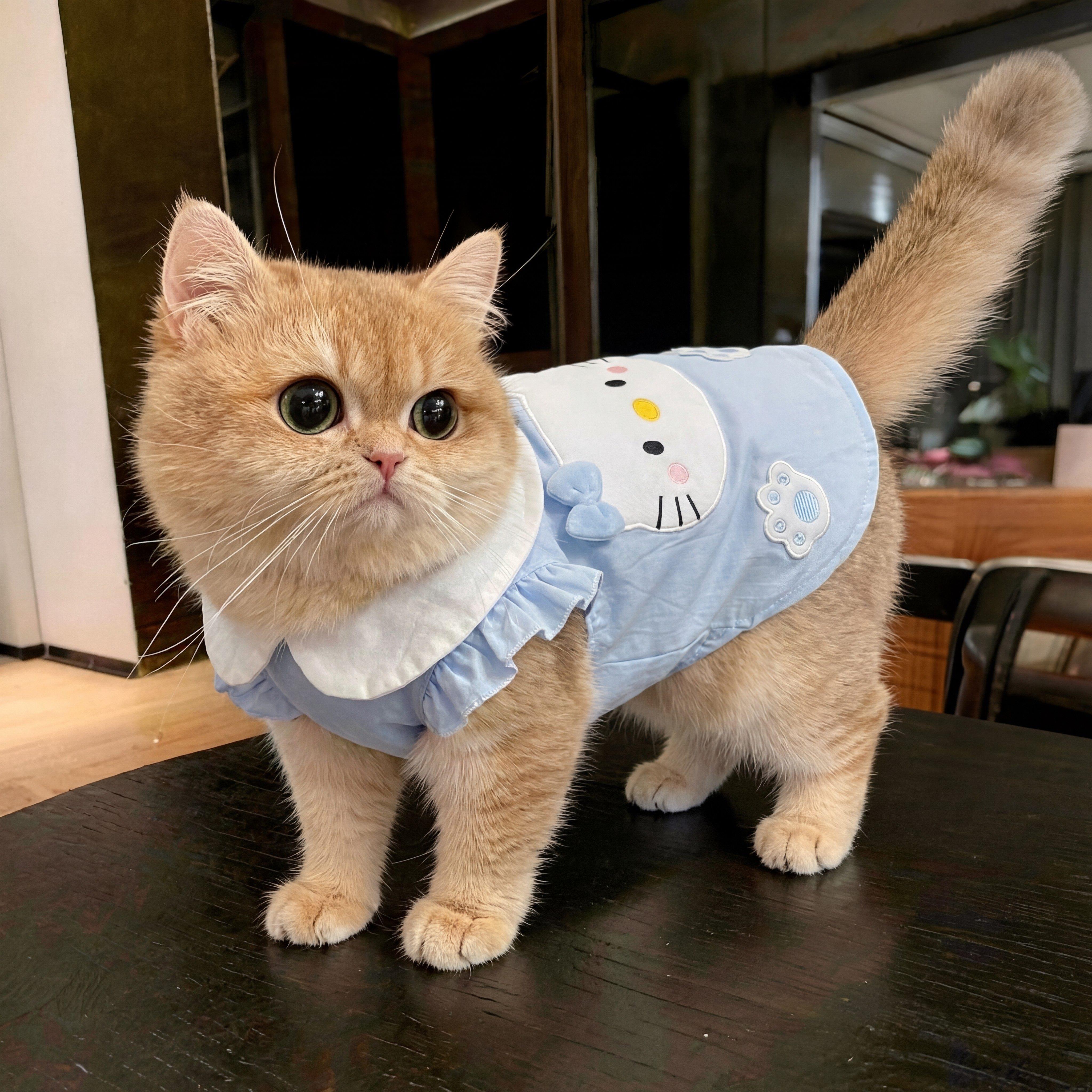 猫咪衣服小猫防掉毛薄款夏天背心宠物德文猫布偶猫2026新款透气