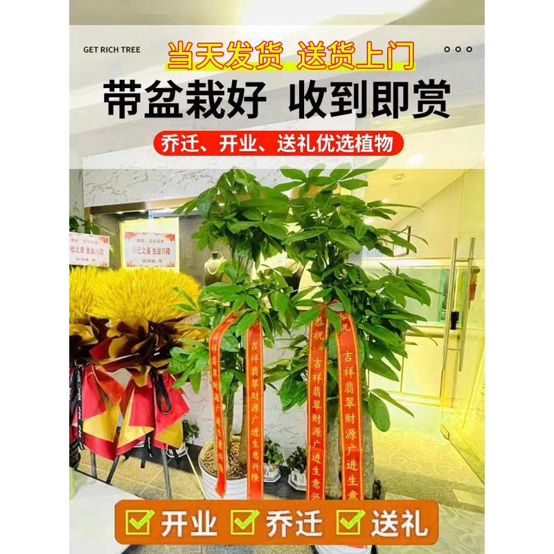发财树盆栽四季常青大型绿植物招财树客厅办公室开业送礼新房乔迁