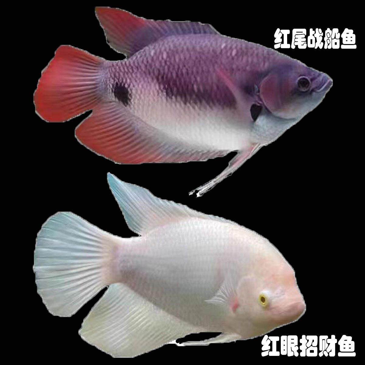 招财鱼鱼苗热带观赏鱼战船红眼镇宅大招财鱼古代战船鱼淡水鱼活体