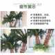 仿真棕榈树假树室内棕榈树仿真热带植物风景绿植商场装 饰仿真树