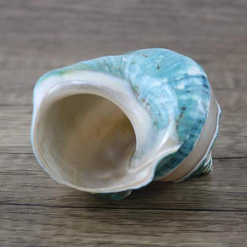 新款直销天然大海螺贝壳条纹绿蝾螺鱼缸装饰品收藏工艺品寄居蟹替