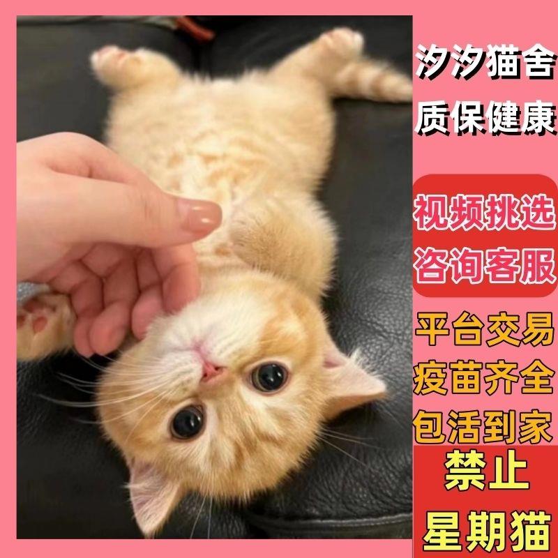 中华田园猫橘猫幼崽宠物猫