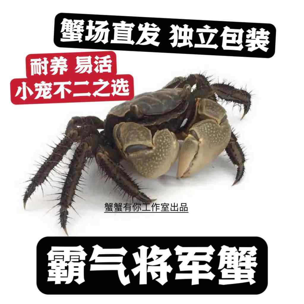 观赏蟹活体螃蟹宠物淡水蟹水族箱红蟹相手蟹迷你辣椒蟹将军蟹
