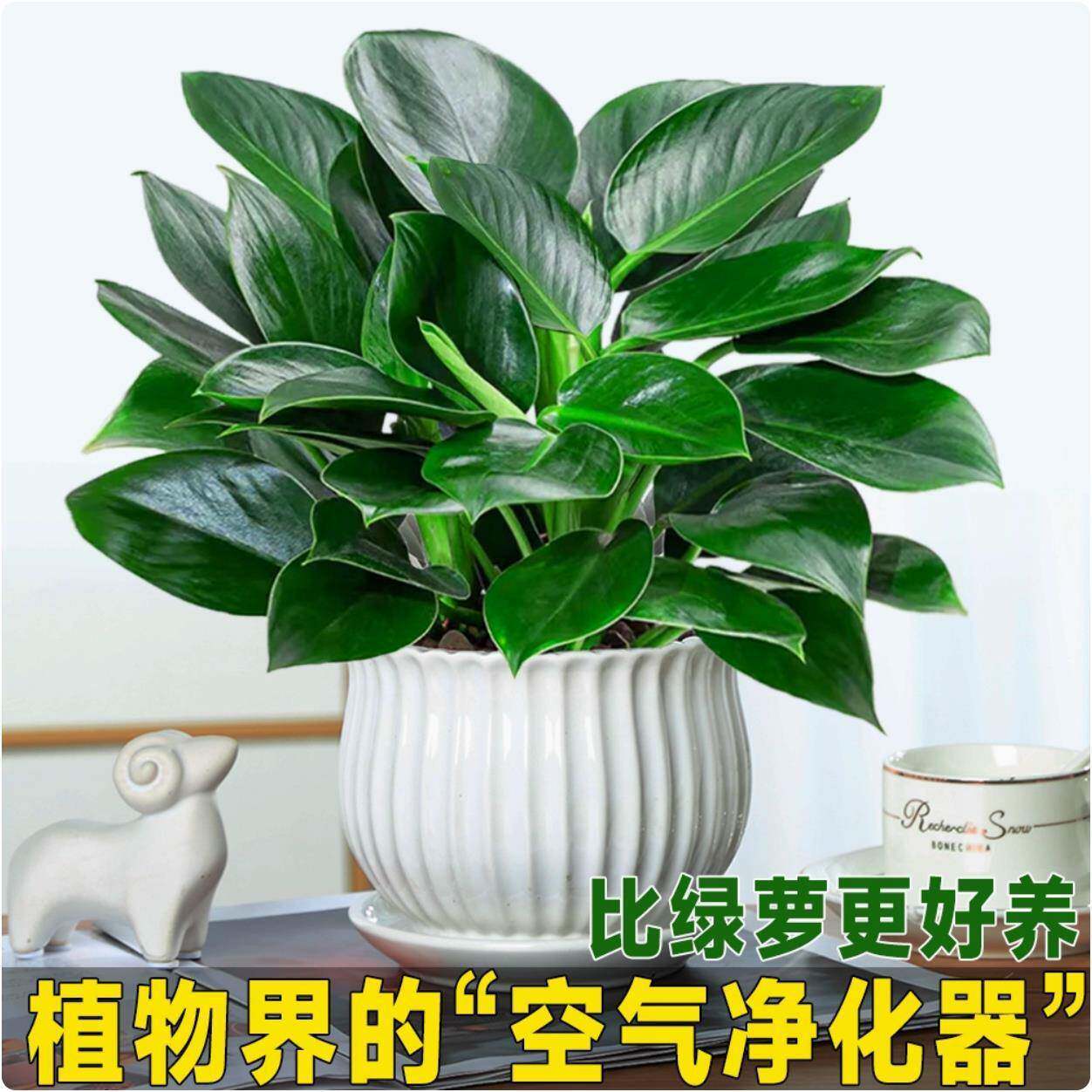 金钻盆栽大叶绿公主室内桌面水培植物绿萝箩铂金钻办公室懒人绿植