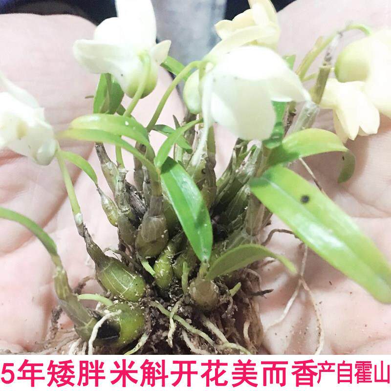 米斛石斛5年苗30珠米石斛苗霍山原种林下米斛苗可种植可食用3丛