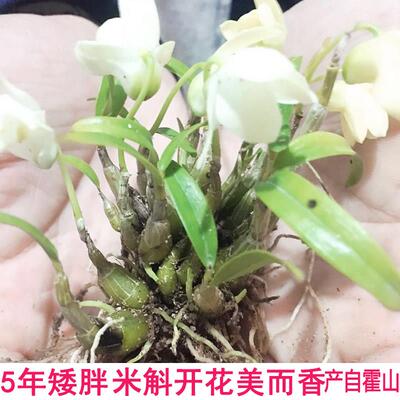 米斛石斛5年苗30珠米石斛苗霍山原种林下米斛苗可种植可食用3丛
