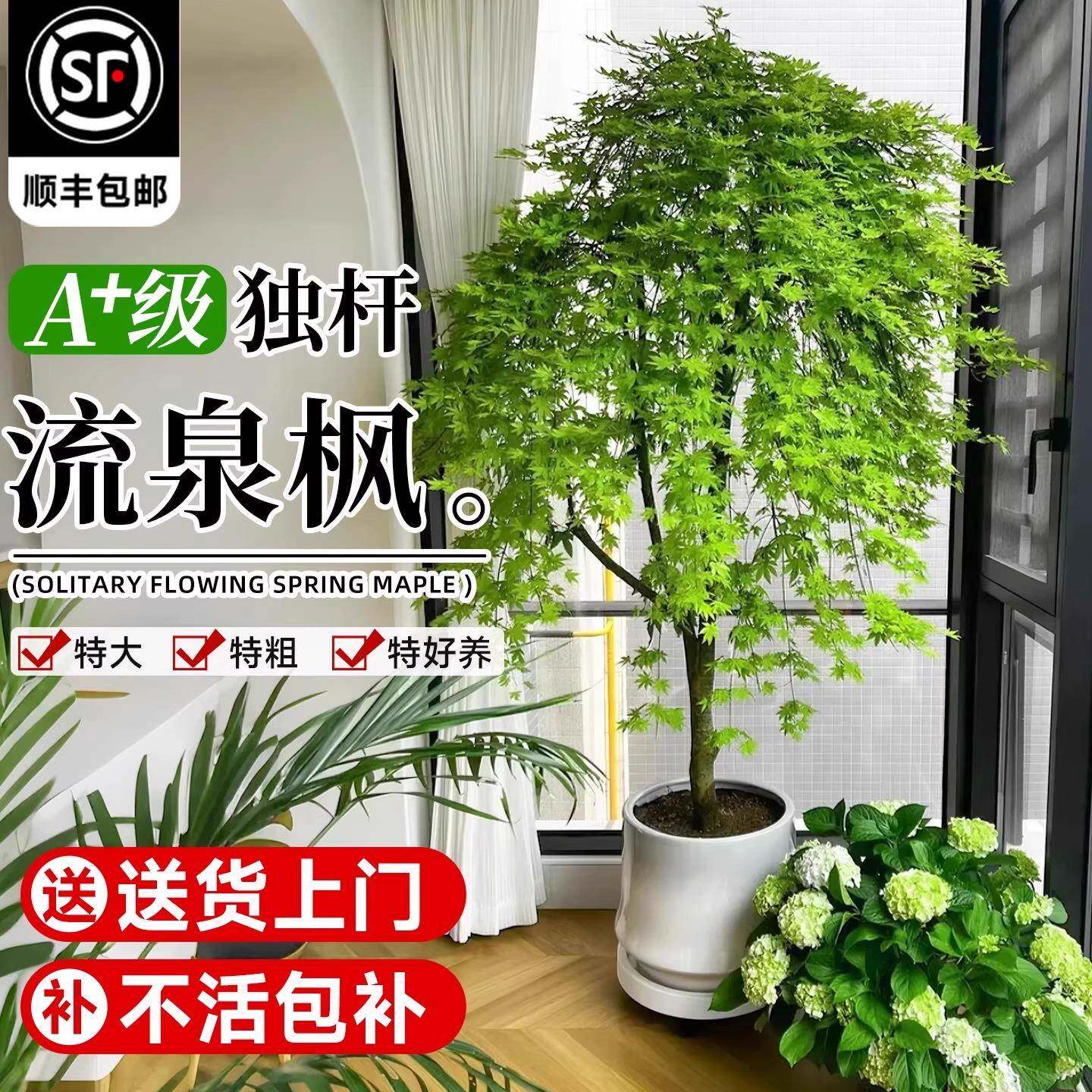 大型绿植流泉枫盆栽网红室内客厅黄金流泉枫大号落地四季常青植物