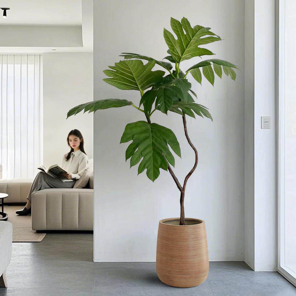 大型面包树盆栽家庭绿植室内客厅办公室四季常青大叶网红植物落地