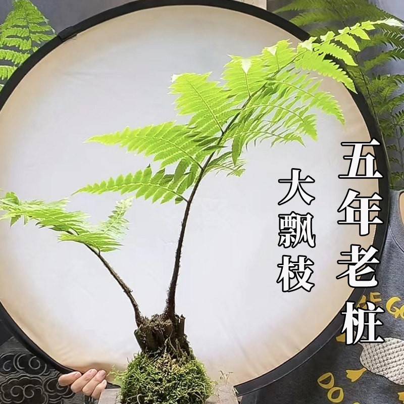 蕨类植物苔藓球水培四季小型厥类绿植老桩盆景造景大型一叶蕨盆栽图片