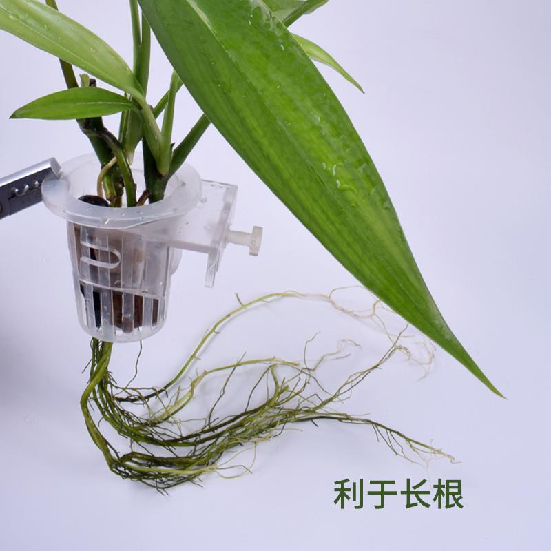 绿萝种植杯水草杯水上草水培挺水植物挂式定植篮鱼缸装饰造景配件
