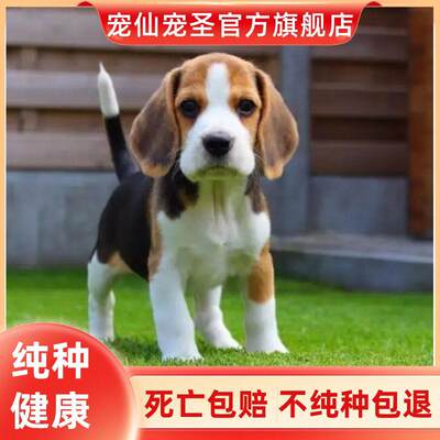 狗狗天使瀑布看家护院小型犬