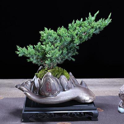 迎客松盆景真树罗汉松盆景真树四季青植物松柏盆景地柏盆景室内外