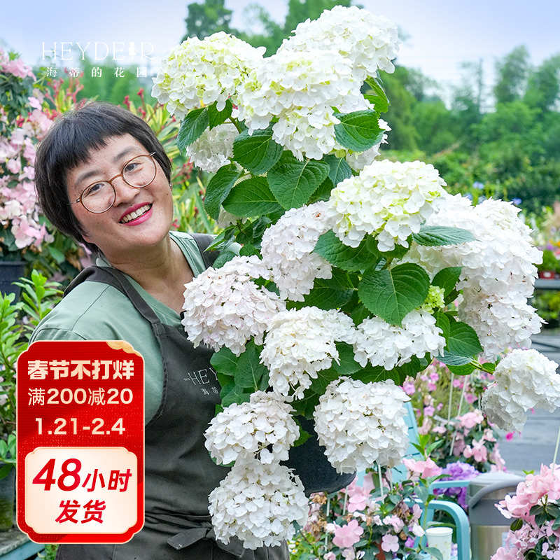 海蒂的花园绣球花苗无尽夏新娘海妈花园花卉植物新老枝开花盆栽苗