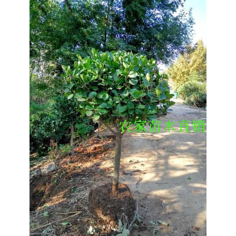 高档精品冬青树苗大树球庭院独杆大叶黄杨树苗四季常青植物风景树