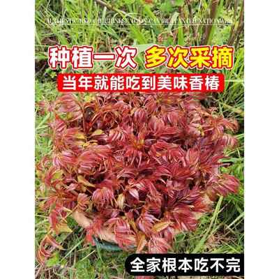 香椿树苖正宗矮化食用红油香椿苗香春芽新鲜盆栽地栽北方南方种植