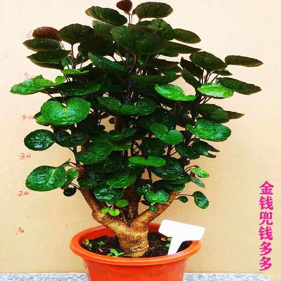 金钱兜盆栽福禄圆叶桐钱树金钱树室内客厅绿植花卉园艺植物招财