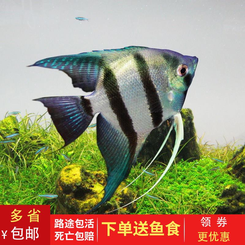 七彩神仙鱼热带鱼观赏鱼苗小型淡水精品燕鱼秘鲁红背群游好养活体