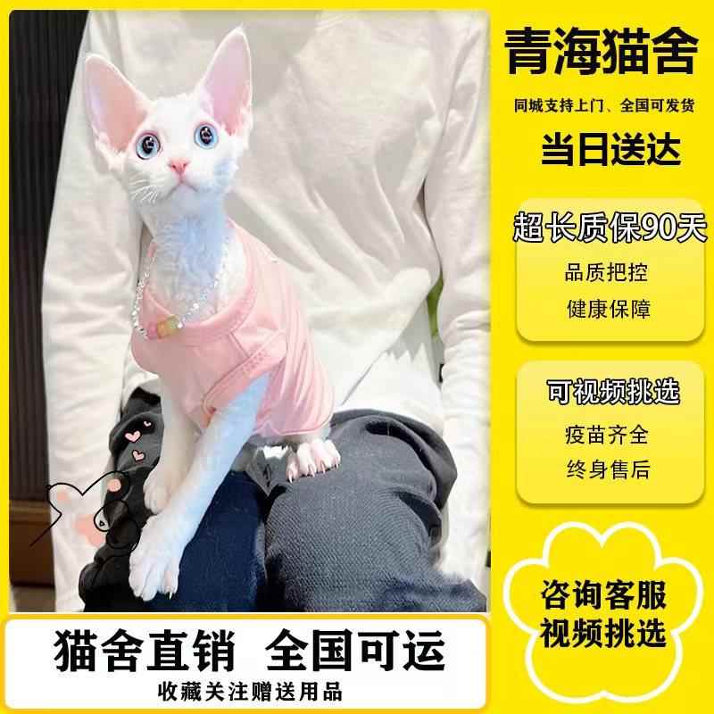 德文卷毛猫幼猫纯种黑白开脸帝王猫不掉毛高智商虎斑猫咪活体宠物 宠物/宠物食品及用品 猫咪 原图主图