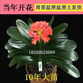 君子兰油匠大苗绿植盆景带花苞植物室内君子兰小苗兰花苗四季