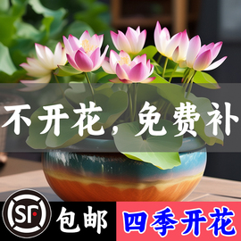 碗莲荷花种子四季开花水培植物花卉室内客厅水养，莲花好养睡莲盆栽