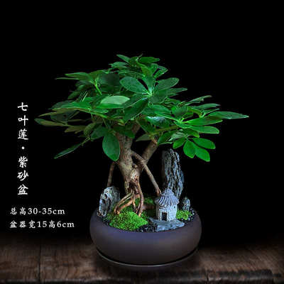 七叶莲盆栽办公室内招财客厅旺宅植物绿植好养桌面盆景八方来财树