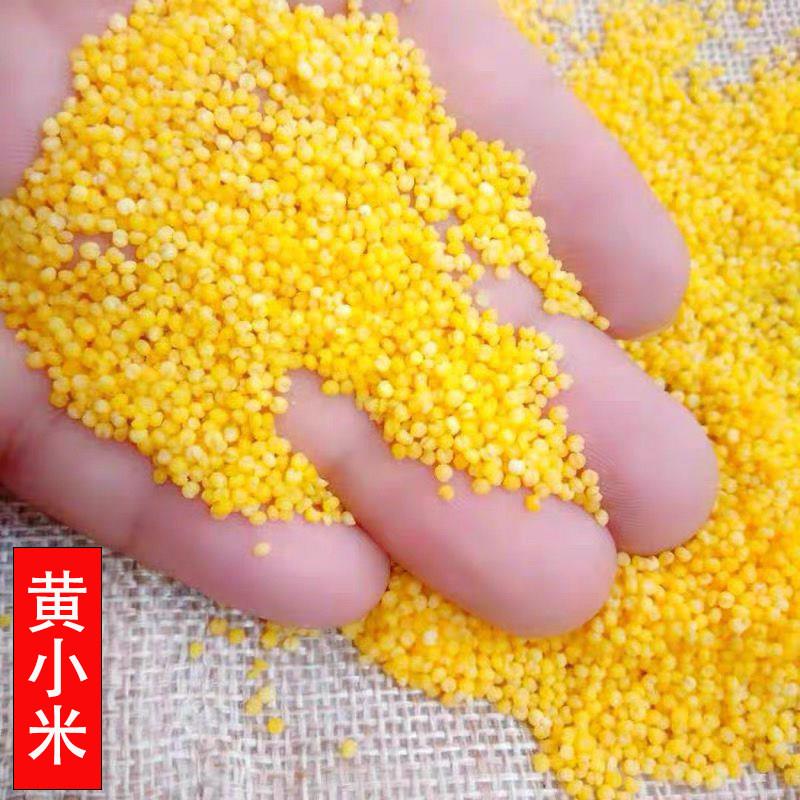 新黄小米 当季小黄米新米 农家小米粥原料 优质糯小米食用杂粮
