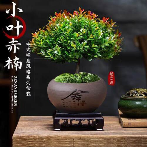 大老桩小叶赤楠盆景植物金丝楠木室内花卉盆栽办公室四季好养绿植