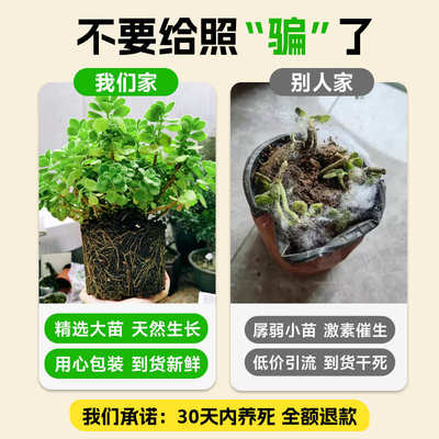 驱蚊植物碰碰香盆栽绿植老桩多肉办公室内桌面水培好养四季小批发