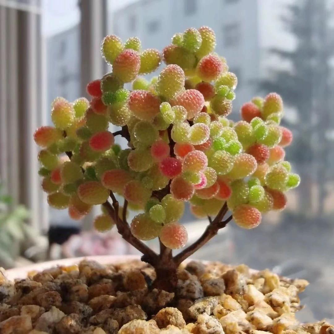 蜜桔糖球亮晶晶植物枝干番杏多肉植物