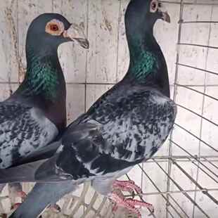【大鼻子鸽子】观赏鸽子活体种鸽一对幼鸽青年鸽活物快递包邮包健