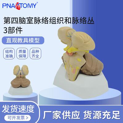 PNT-0643人体神经系统模型 第四脑室脉络组织和脉络丛 3部件