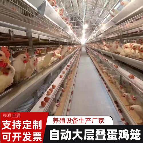 层叠式H型蛋鸡笼全自动养殖设备家禽类热镀锌鸡笼全自动养殖设备