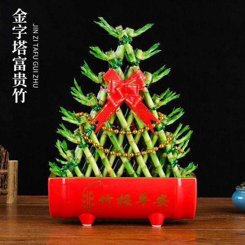带根富贵竹水养发财竹容易好养招财竹客厅办公桌水培植物净化空气