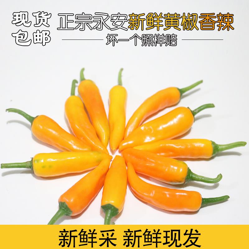 【旺季来历】香辣永安新鲜黄椒 小米辣魔鬼椒朝天椒小米椒 辣椒酱