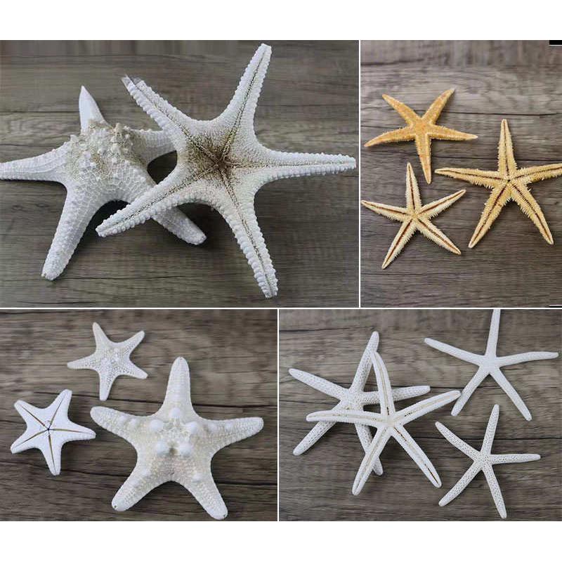 海星标本天然小海星迷你海星装饰挂件地中海地台橱窗拍摄道具